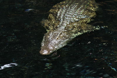 Close-up of fish swimming in water