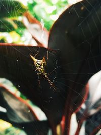Close-up of spider on web