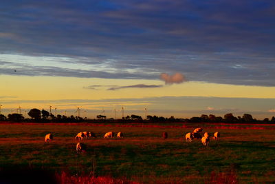 Horses grazing in a field