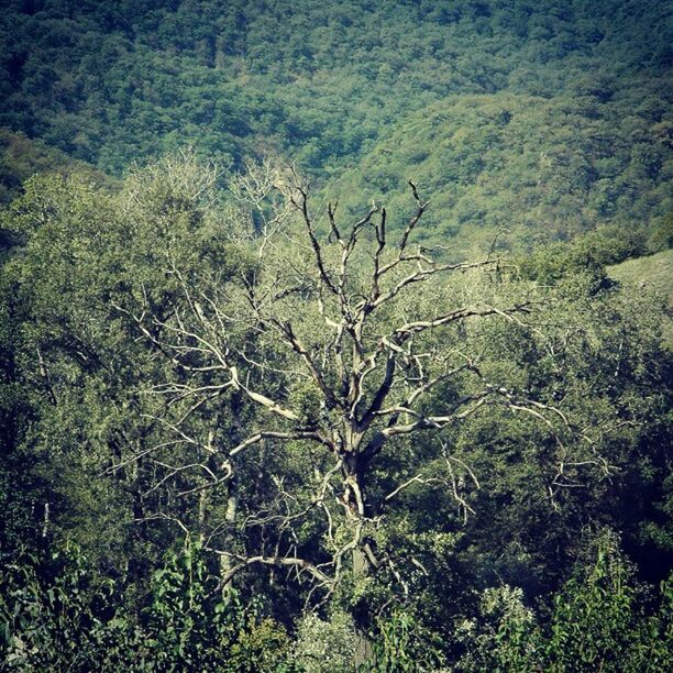 tree, tranquility, forest, nature, tranquil scene, branch, growth, beauty in nature, scenics, tree trunk, non-urban scene, bare tree, woodland, landscape, plant, day, outdoors, no people, high angle view, idyllic