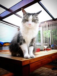 Portrait of cat sitting on table