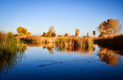 Marsh wetlands with autumn trees refection in water
