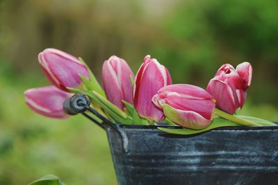 Close-up of pink flowering plant