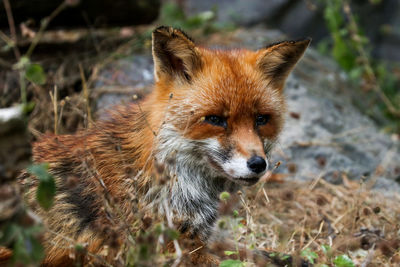 Close-up of an animal looking away on field