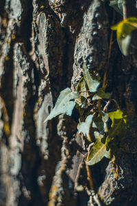 Close-up of leaves growing on tree trunk