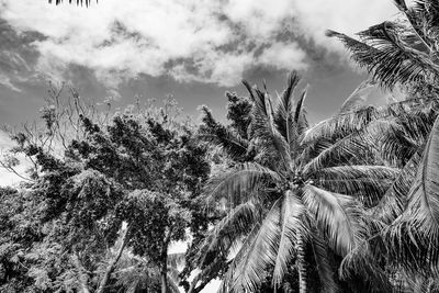 Low angle view of palm trees on field against sky