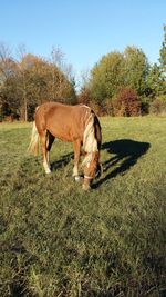 Horse grazing on field against clear sky