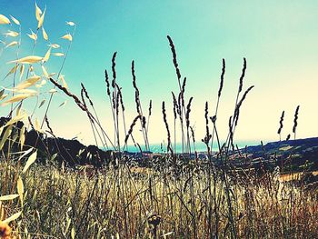 Plants growing on field against sky