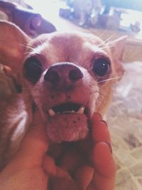 pets
