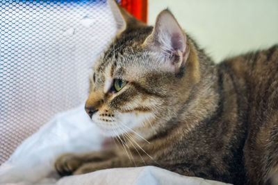 Close-up of a cat looking away