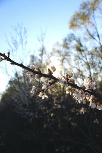 Low angle view of cherry blossoms in spring