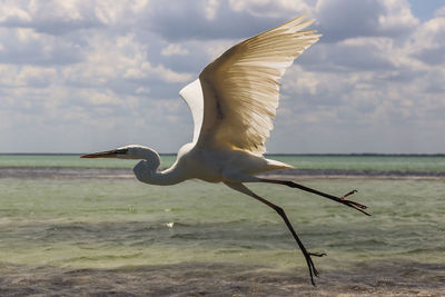 Bird flying over sea against sky