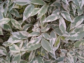 Full frame shot of green leaves