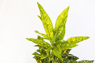 Close-up of leaves against white background