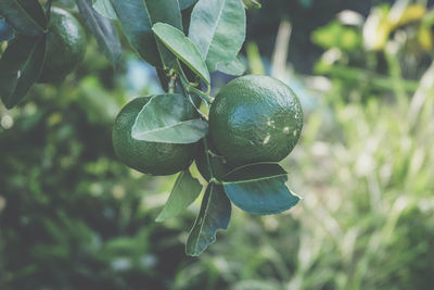 Close-up of fruit growing on tree