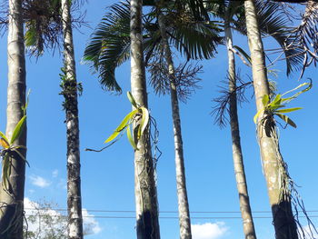 Low angle view of palm trees against sky