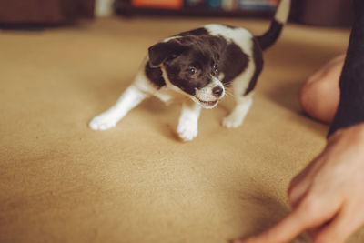 Puppy playing 