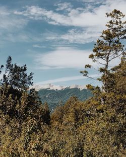 Low angle view of trees against sky