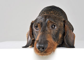 Portrait of dog against white background