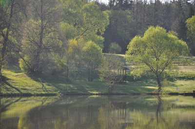 Reflection of trees in lake