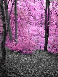 Footpath in forest