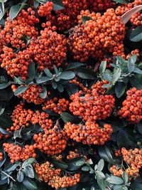 High angle view of orange fruits and plants.