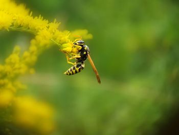 Close-up of wasp on flower