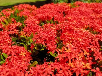 Close-up of red flowering plants