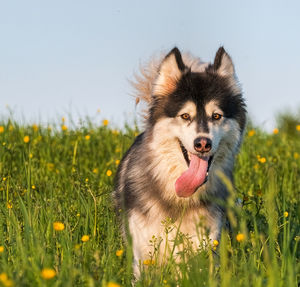 Dog looking away on field