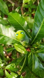 Close-up of insect on leaf