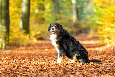 Dog looking away in forest