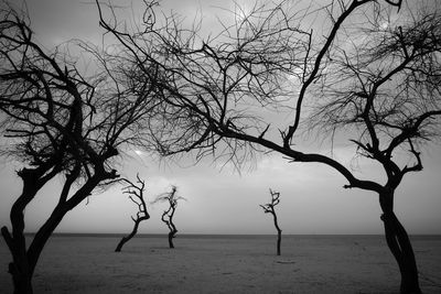 Trees on beach against sky