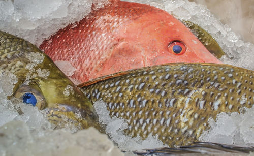 Close-up of fish for sale in market