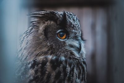 Close-up of a bird looking away