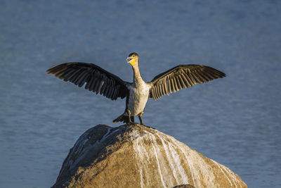 Bird perching on a rock