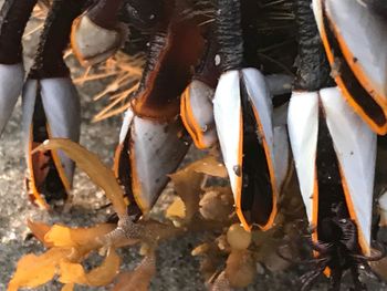 Close-up of ice on leaves