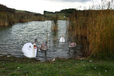 Swans swimming in lake