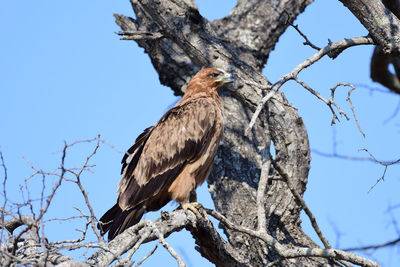 Low angle view of eagle perching on tree