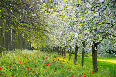 Trees growing in park