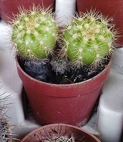 Close-up of potted cactus plant