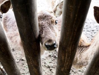 Close-up portrait of a horse