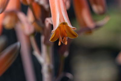 Close-up of flower