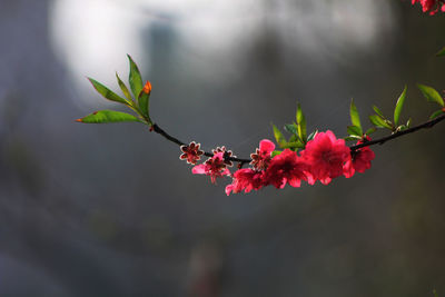 Close-up of pink flowering plant