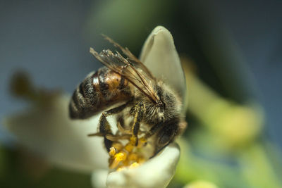 Close-up of bee pollinating on flower