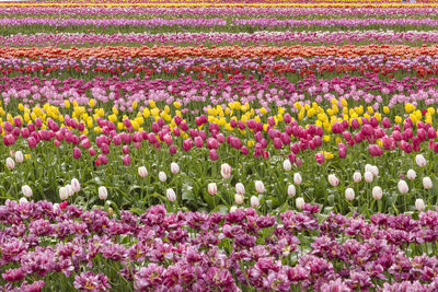 Pink tulips in field
