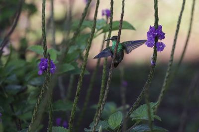 Close-up of insect on plant