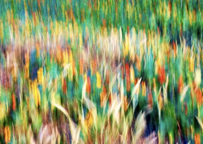 Full frame shot of plants growing on field