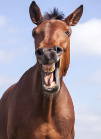 Close-up portrait of horse