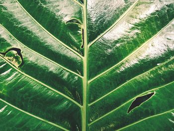 Full frame shot of green leaves