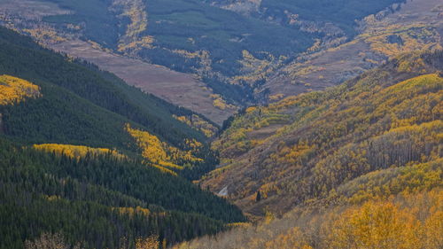 High angle view of pine trees in forest during autumn